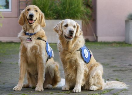 OHSU Doernbecher Children's Hospital therapy dogs 