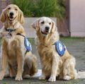 OHSU Doernbecher Children's Hospital therapy dogs 