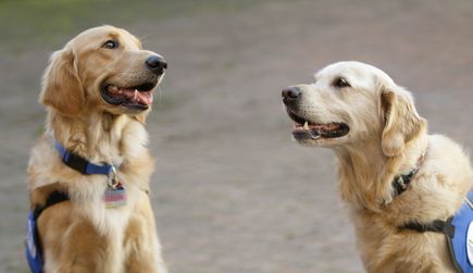 OHSU Doernbecher Children's Hospital therapy dogs 