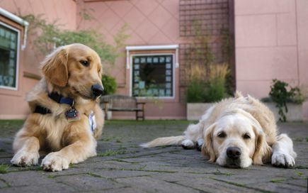 OHSU Doernbecher Children's Hospital therapy dogs 