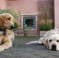 OHSU Doernbecher Children's Hospital therapy dogs 