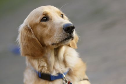 OHSU Doernbecher Children's Hospital therapy dogs 