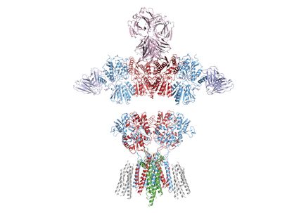 AMPA receptors