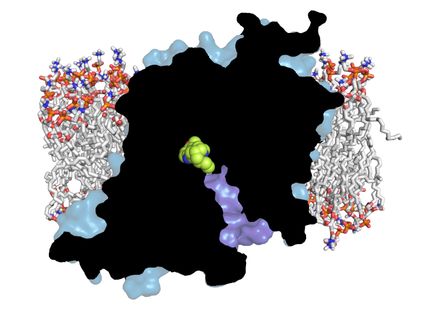 Serotonin structure