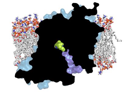Serotonin structure