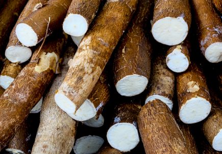 Cassava
