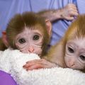 Single dose of antibodies can knock out HIV in newborns