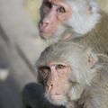 Age-related dementia focus of research at primate center