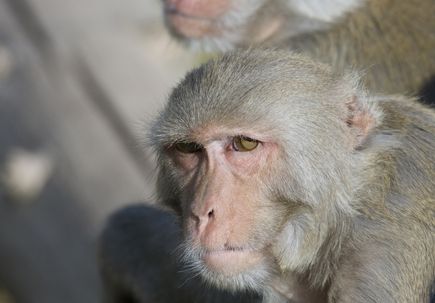 Rhesus macaques