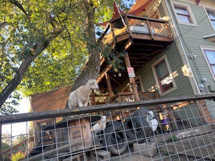 Neighborhood goats