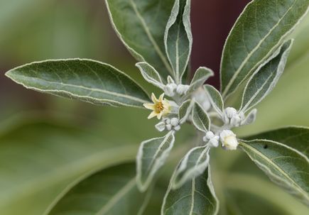 Ashwagandha (Withania somnifera)