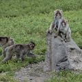 Research videos: study in monkeys shows diet during pregnancy affects child’s brain development, behavior