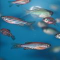 OHSU discovers cell in zebrafish critical to brain assembly, function