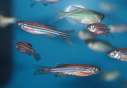 Zebrafish