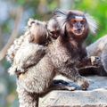 NIH selects OHSU to coordinate national neuroscience research involving marmosets