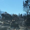 wildfire devastation