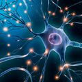 Study suggests compound protects myelin, nerve fibers