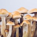 Psilocybin