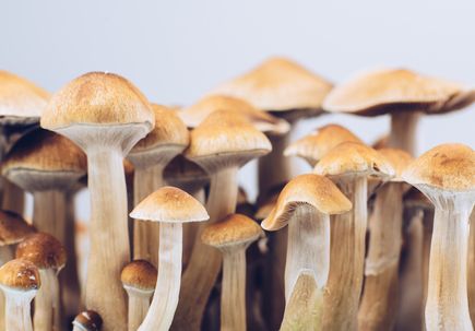 Psilocybin