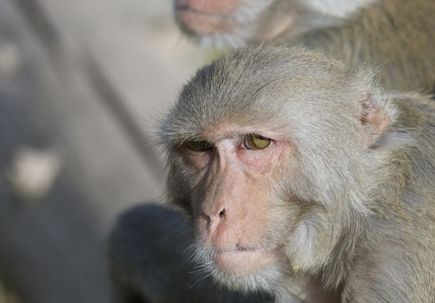 macaques