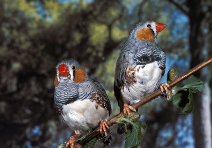 Zebra finch