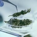 Testing medical marijuana in laboratory.