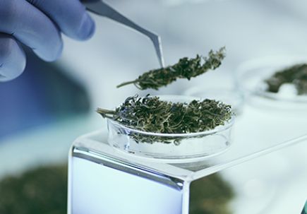 Testing medical marijuana in laboratory.