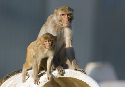 ONPRC Macaques