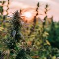 Study shows hemp compounds prevent coronavirus from entering human cells