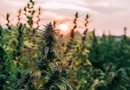 Study shows hemp compounds prevent coronavirus from entering human cells