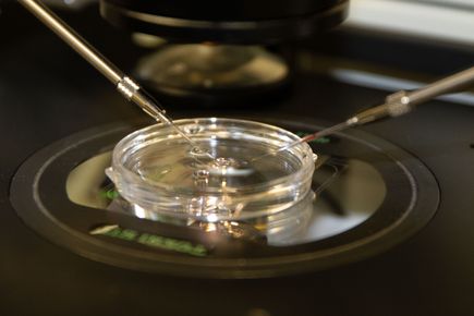 20220804 Embryo Cell Therapy