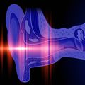 Study reveals how the inner ear discerns low-frequency sound