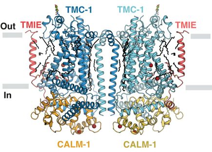 OHSU scientists discover mechanism of hearing