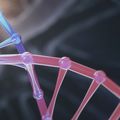 OHSU confirma el primer modelo de primate no humano para estudiar el sndrome de Usher