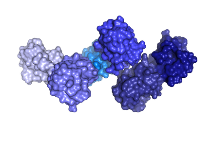 Polyubiquitin Lysine 6 Illustration