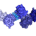 Polyubiquitin Lysine 6 Illustration