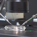 Study reveals limitations in evaluating gene editing technology in human embryos