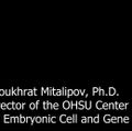 Video download - Interview with Shoukhrat Mitalipov