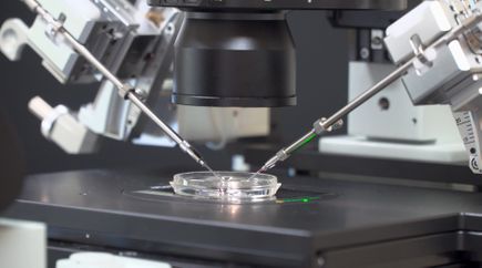 Un estudio revela limitaciones para evaluar la tecnologa de edicin gentica en embriones humanos