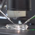 Un estudio revela limitaciones para evaluar la tecnologa de edicin gentica en embriones humanos