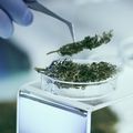 Dejar de consumir THC puede revertir su impacto negativo para la fertilidad masculina