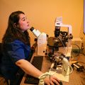Estudiar embriones de primates para mejorar la salud humana