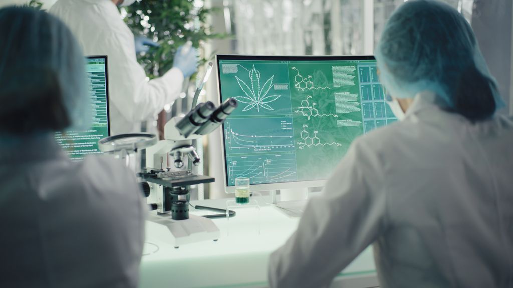 Investigadores de OHSU analizan el efecto del consumo continuo de marihuana sobre la fertilidad masculina. (Getty Images)