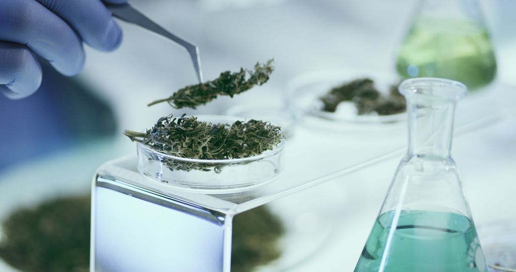 Un estudio de OHSU en primates no humanos revela que el uso regular de productos de marihuana podría aumentar el riesgo de disfunción ovulatoria. (Getty Images)