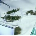 El uso crnico de marihuana altera el sistema reproductor femenino podra afectar la posibilidad de concepcin