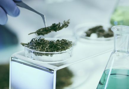 El uso crnico de marihuana altera el sistema reproductor femenino podra afectar la posibilidad de concepcin