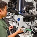 Mitalipov Lab