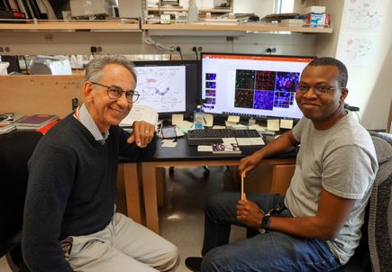 Cientficos de OHSU descubren nueva causa de la enfermedad de Alzheimer y la demencia vascular