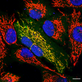 Mitochondria