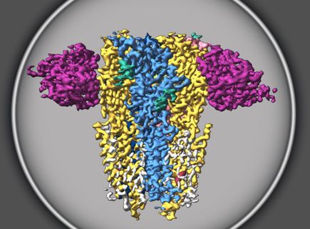 Type A GABA Receptors